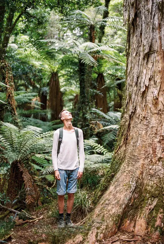 Mann schaut auf Baum