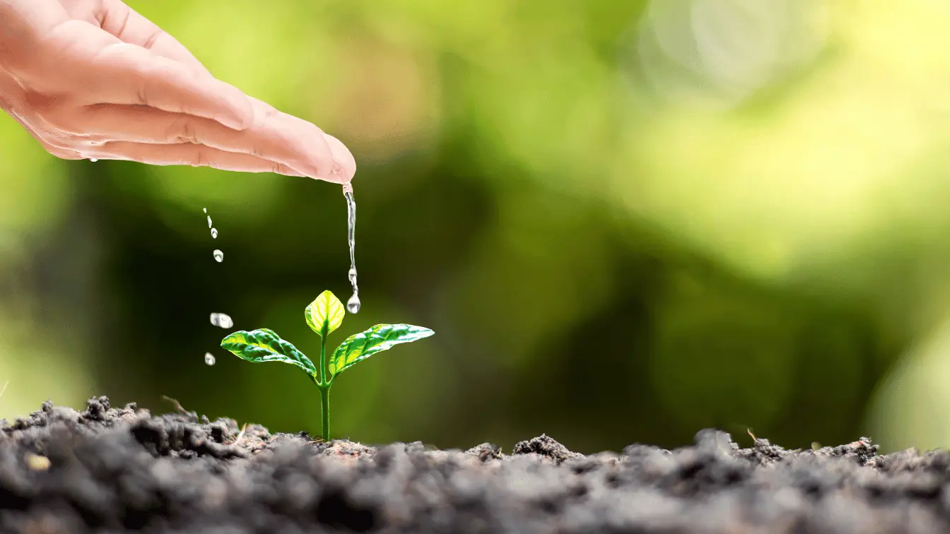 Nachhaltigkeit Bambus