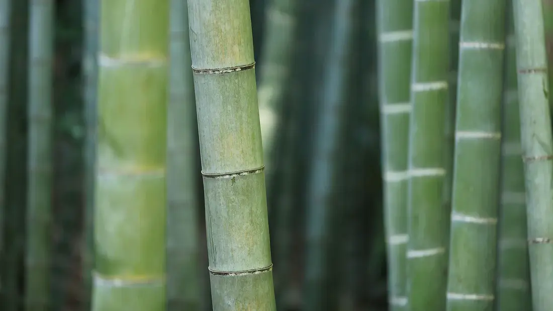 Warum Bambus-Terrassen besonders nachhaltig sind