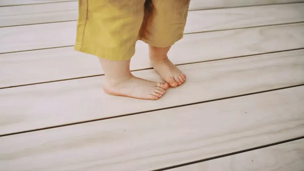 us welchem Baum stammt das Accoya-Holz?