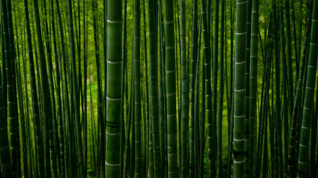 Der neue Trend für die Terrasse: Nachhaltiges Bambus