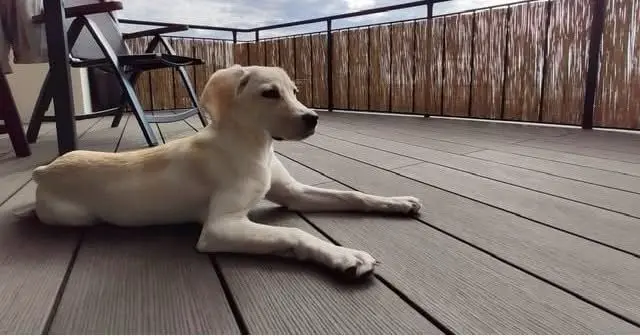 Hund auf Terrasse