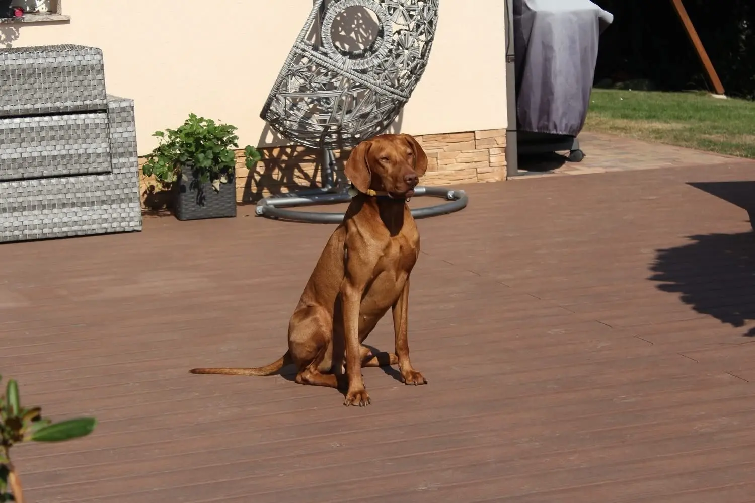 Hund auf terrasse